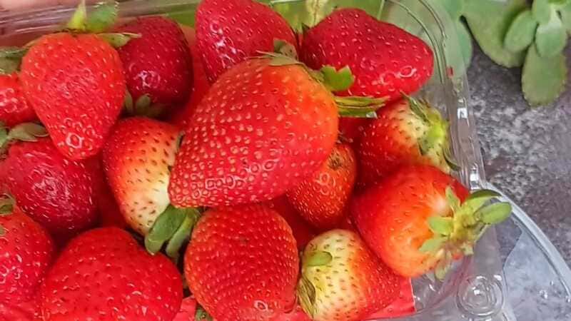 sugar free strawberry chocolate recipe at home