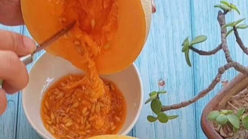 summer cooling drink recipe